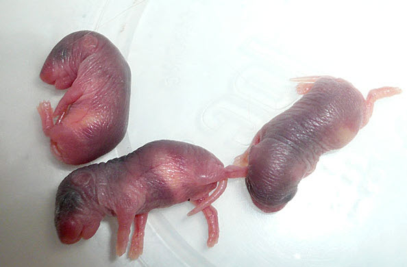 Girl Eating Live Mouse