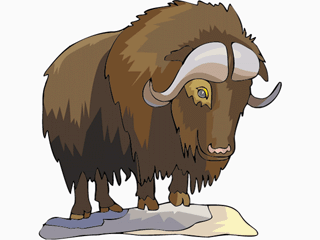 Bison.