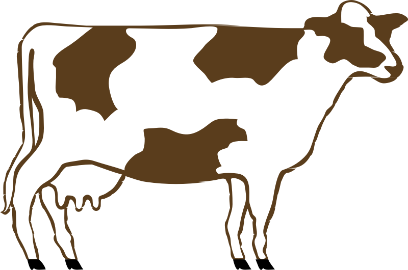 Brown and White Cow.