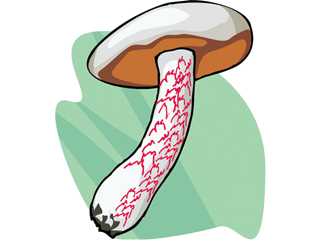 Mushroom Picture.