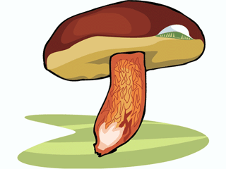 Portabella Mushroom.