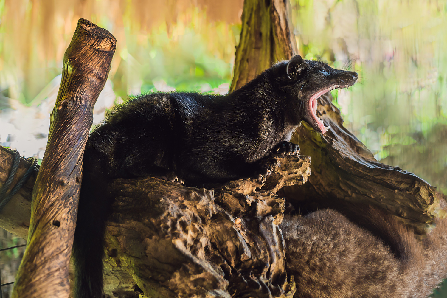 Asian palm civet producing kopi luwak coffee beans.