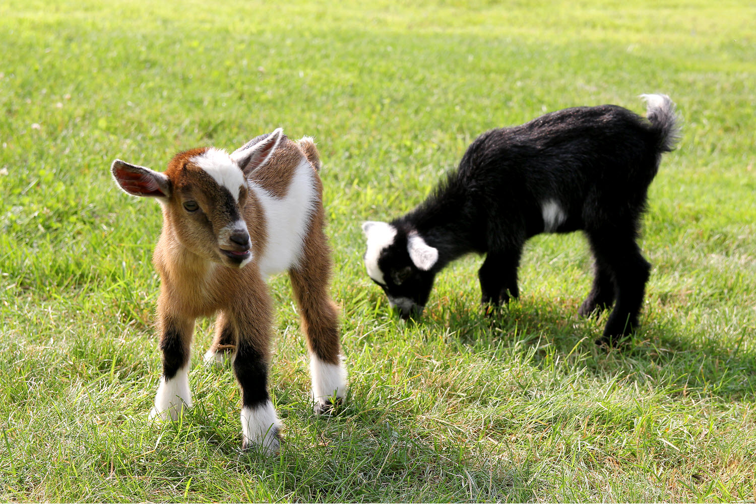 Young baby goats grazing on grass on a farm.