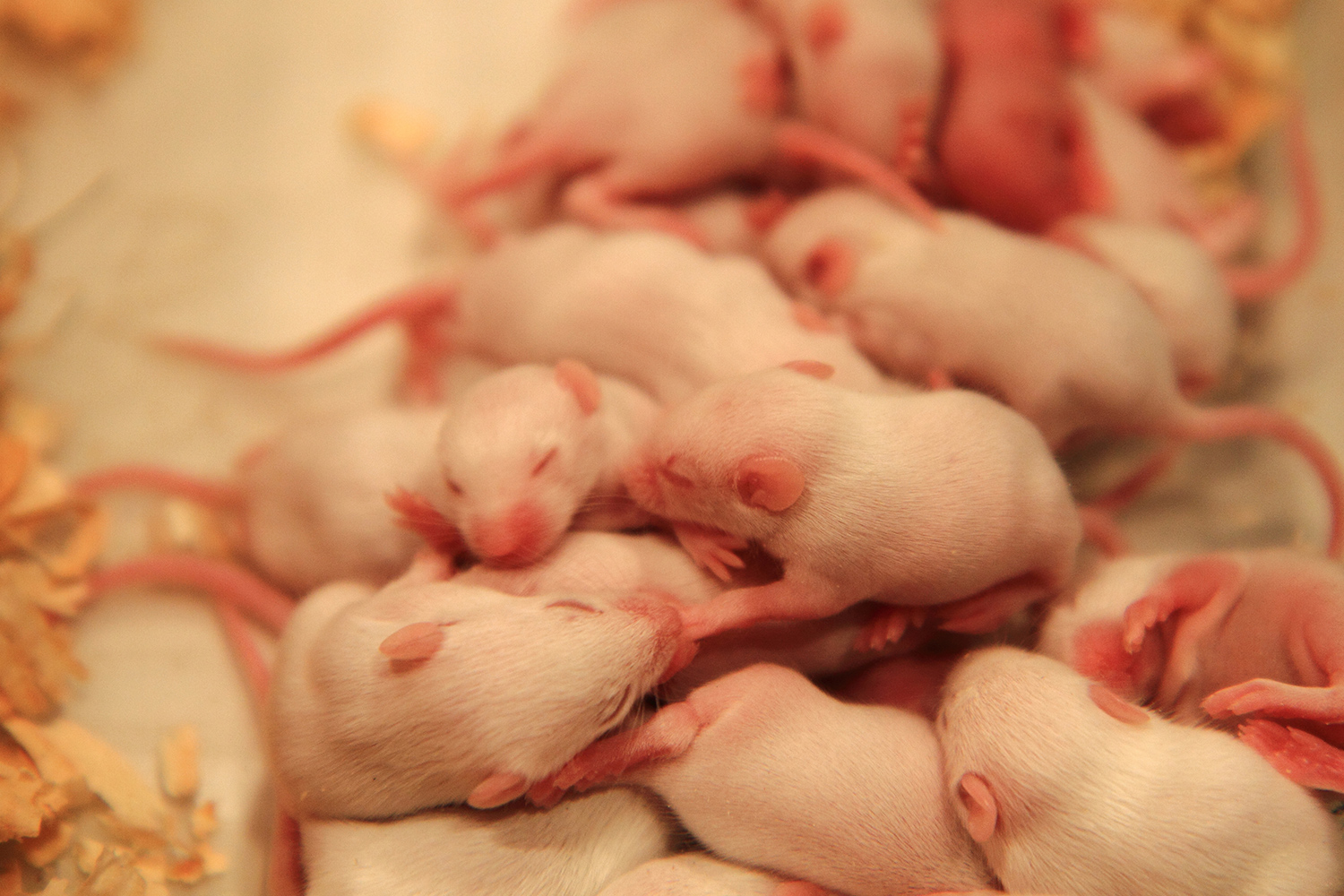 Baby Mice.