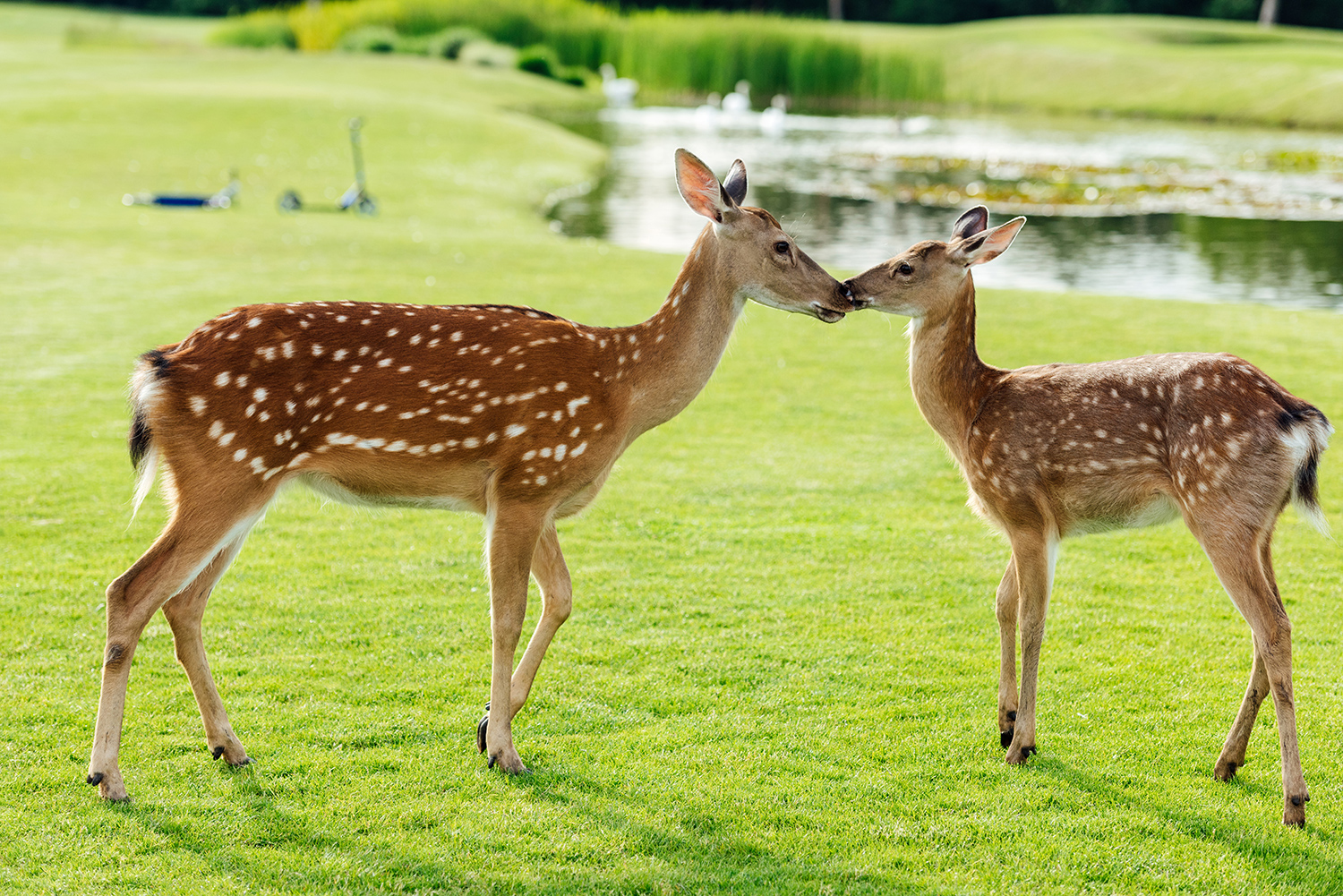 Beautiful deer in a park.