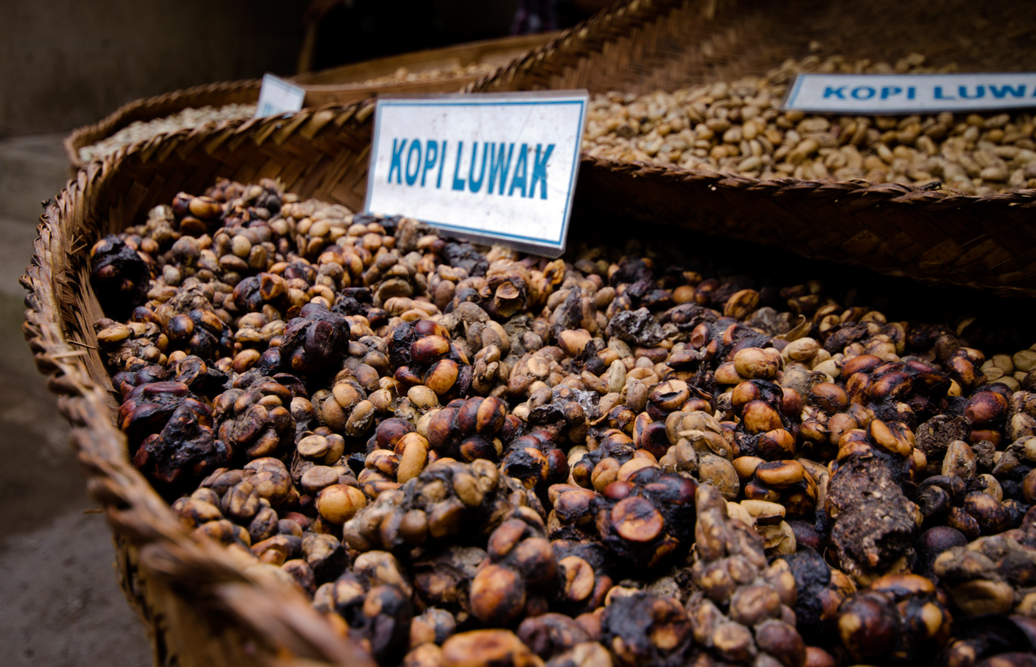 Bulk Kopi Luwak Coffee for sale.