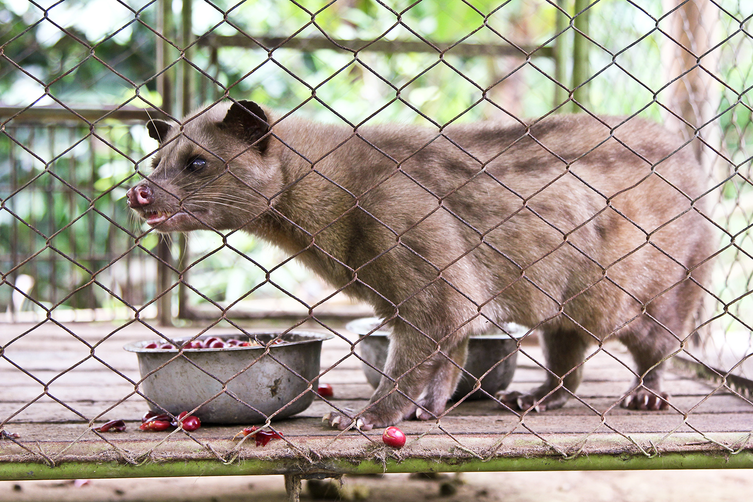 Civet cat eating coffee cherries to create fermented gourmet coffee.