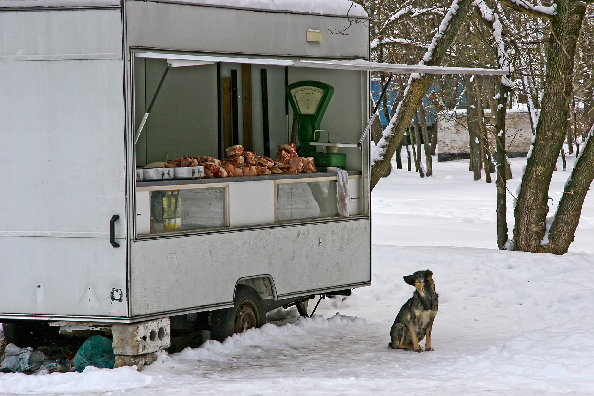 Cooked Dog Heads