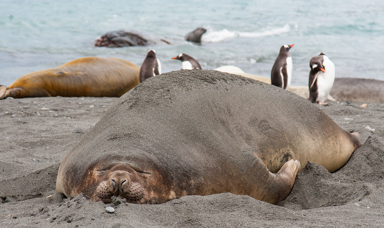 Elephant Seals Laying on a Beach.