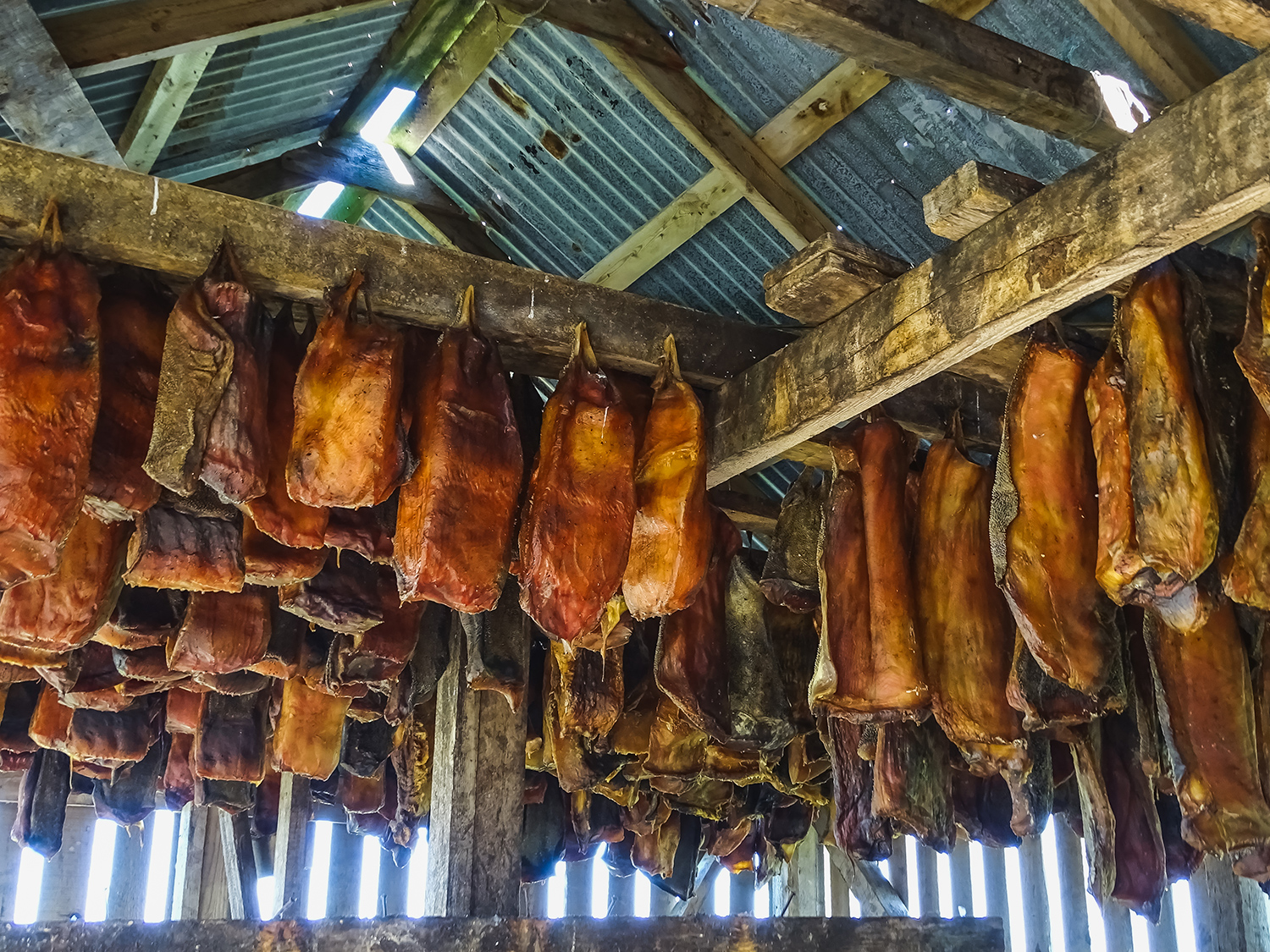 Hakarl hanging in a shed fermenting.