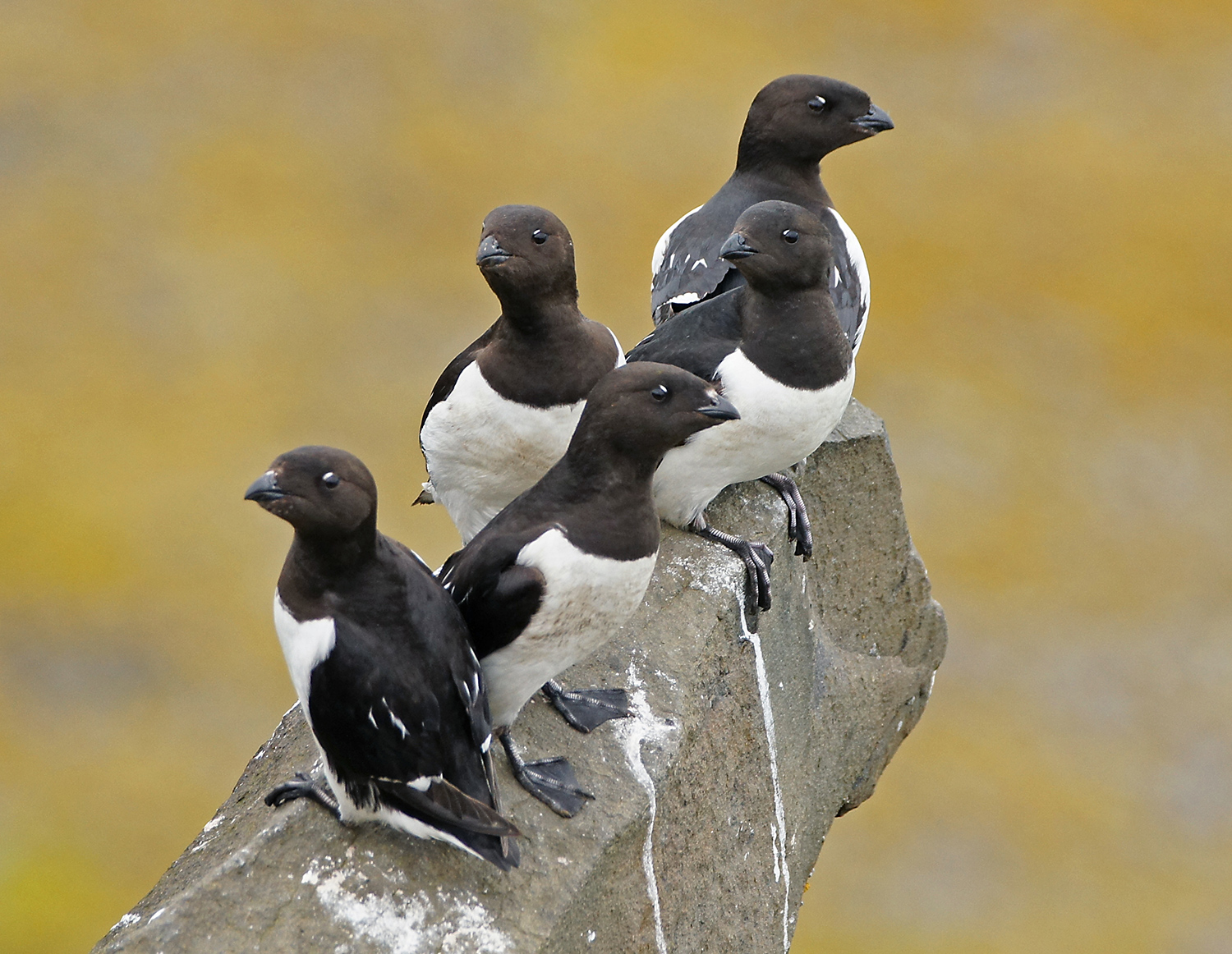 5 little auk.