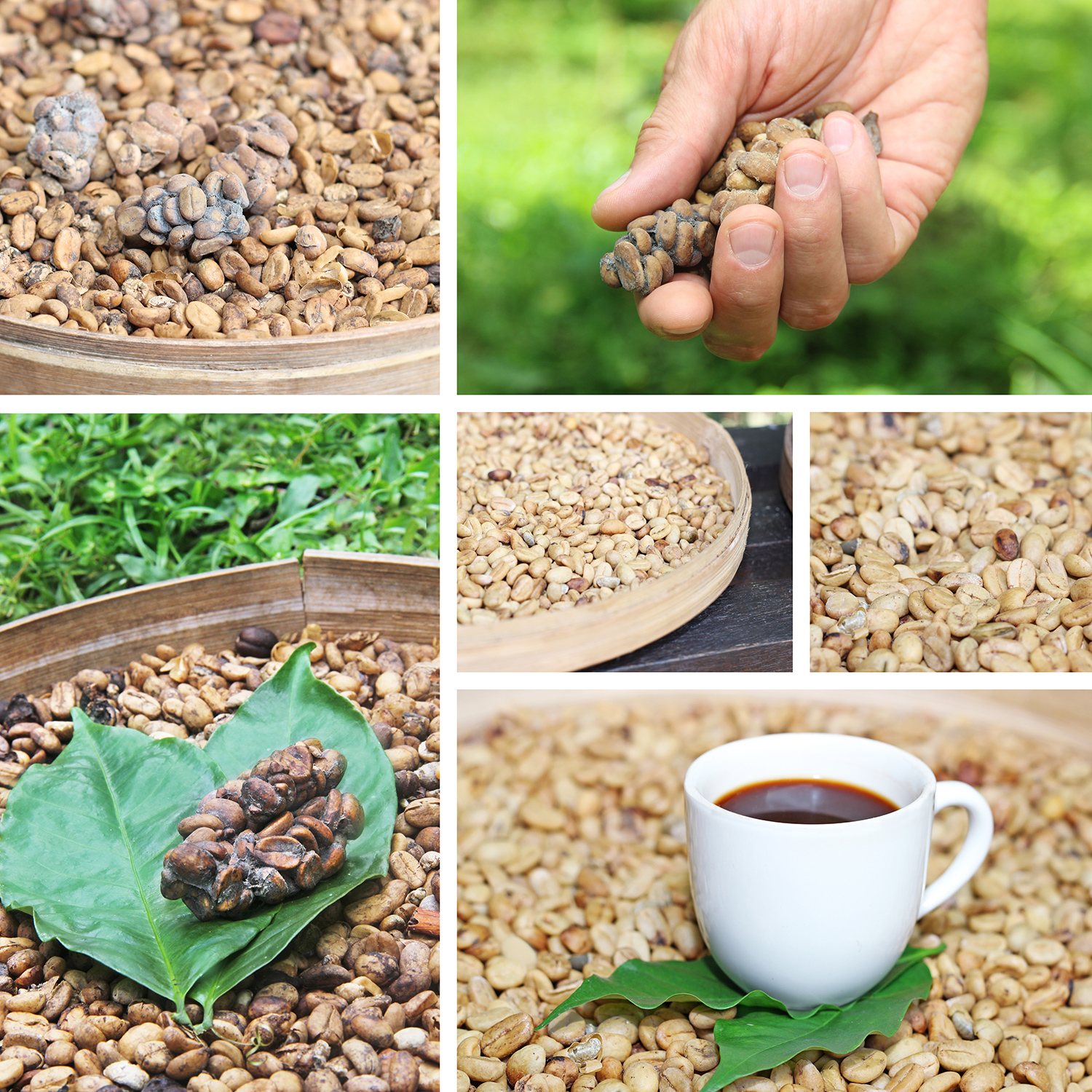 kopi luwak coffee beans collage