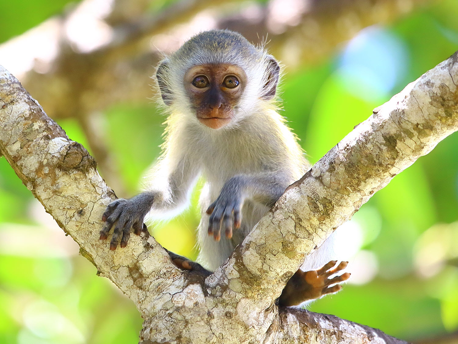 Marmoset Baby Monkey in a Tree.