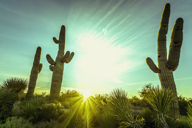 Scottsdale Desert Sunrise.