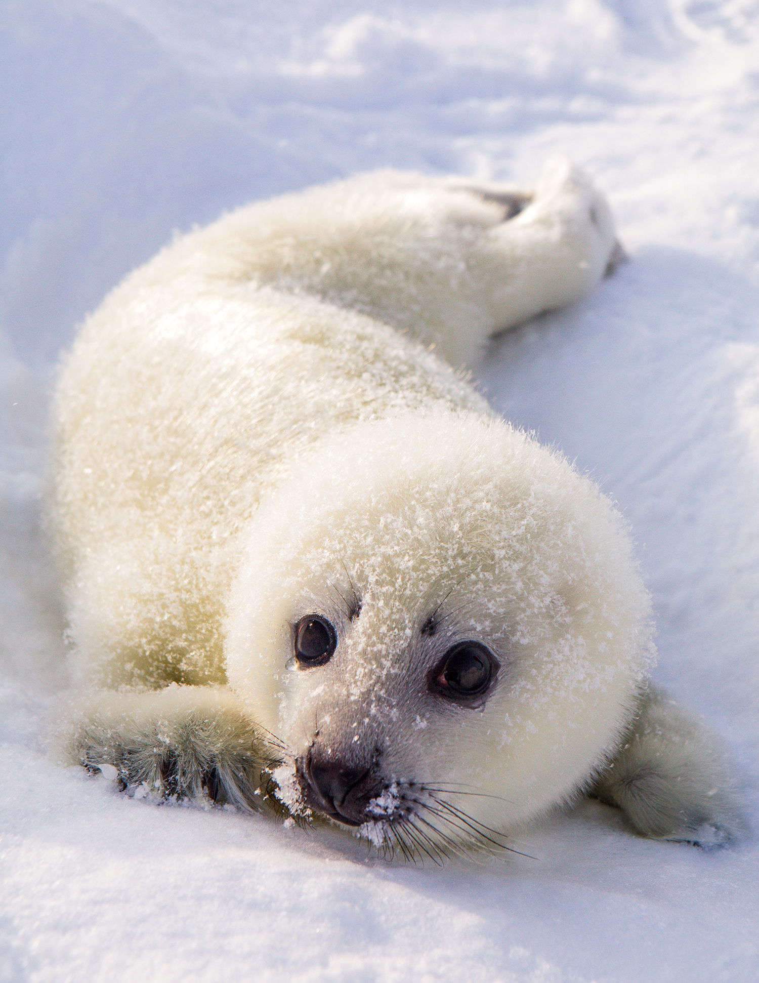 White Cub Greenland Seal. Also known as a Harp seal or saddleback seal.